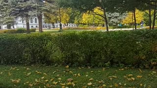 Autumn park