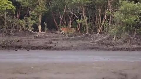 Hungry Royal Bengal Tiger #tiger