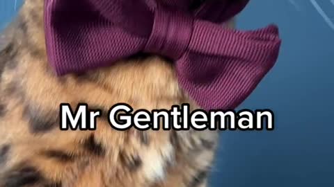 Mr Gentleman