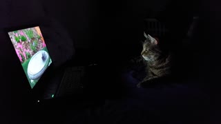 Mr. Kitty Watching Cat TV pt. 2