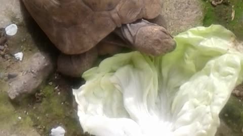 Turtle eating lettuce