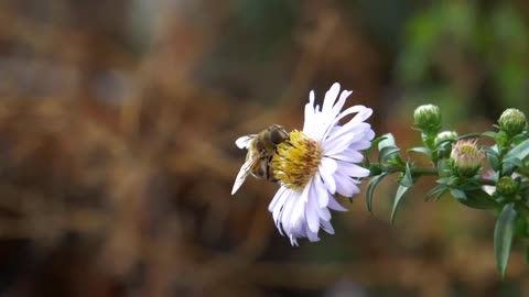 Bee || On Flowers