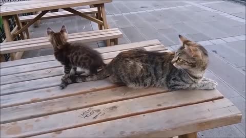 MAMA CAT LETTING HER KITTEN TO BITE HER TAIL UNTILL SHE GETS MAD