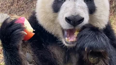 Eat an apple to moisten throat #panda