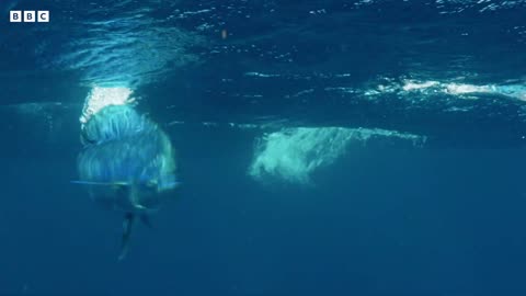 Flying Fish Picked Off From Above And Below | 4K UHD | The Hunt | BBC Earth