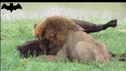 The male lion hunts a huge buffalo, it's too domineering!