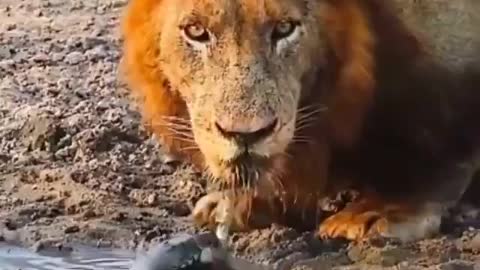 turtle puts lion to run very funny