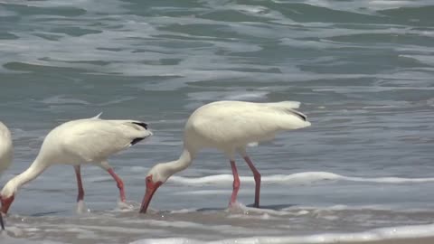 ocean-birds