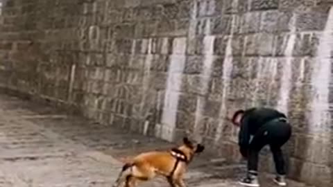 Dogs That Fly - Malinois & Alsatian Dogs Show Their Jumping Agility #Shorts