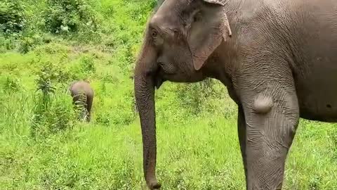 The elephant flicked its long trunk and could see that it was happy