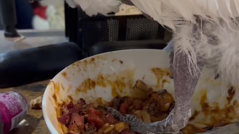 The Great Chili Heist: Sara, The Mischievous Umbrella Cockatoo's Dinner Time Escapade