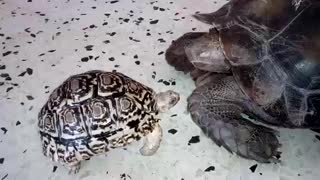 Leopard tortoise, Jackpot bullies new member