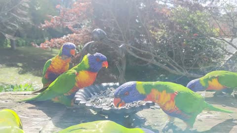 Rainbow Lorikeets eating sunflower seeds