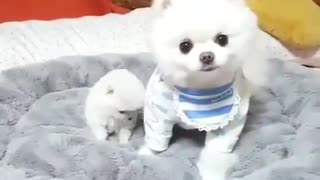 dogs cute in home