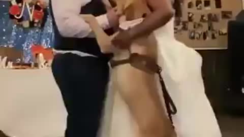 Pet dog dances with couple to Ed Sheeran’s Perfect on their wedding day. Cute viral video