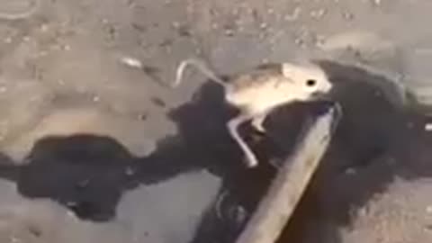 Thirsty jerboa drinking water