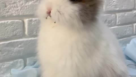 Short and Sweet Rabbit Funny Videos to Make Your Day Better! 😆🐱