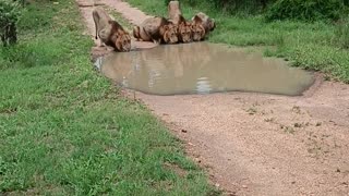 Family of Lions Drinking From a Puddle