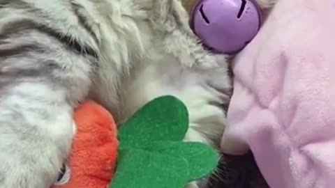 Funny And Cute Cat Sleeping 2021