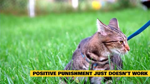 Positive Reinforcement for Good Cat Behavior