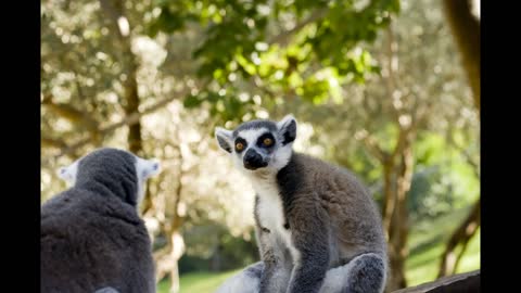 Lemurs of Madagascar, Ring Tailed Lemurs