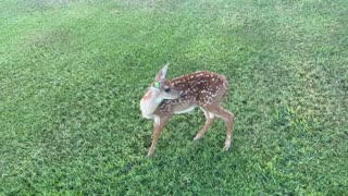 Yard Bucks at the Ranch