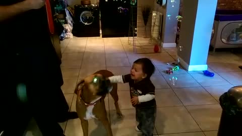 Boxer and baby play with bubble machine