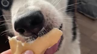 Husky Sam ate ice cream so quickly that he didn't understand