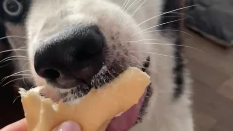 Husky Sam ate ice cream so quickly that he didn't understand