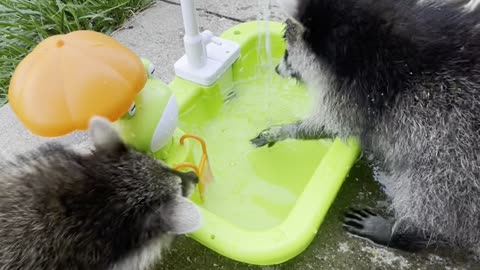 Raccoon Kits Have Splash Time
