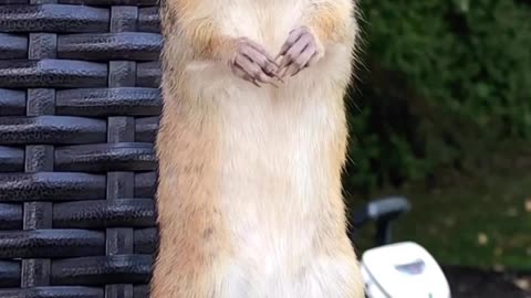 Adorable Chipmunk Caught with Mouthful of Peanuts