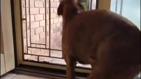 Dog Gets Super Excided 😆 wiggle!!! wiggle!! wiggle!!!