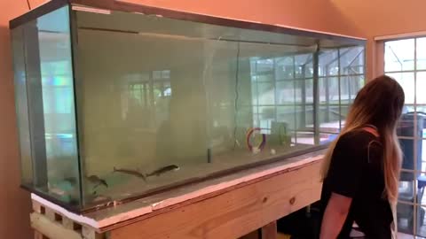 Pet dolphin in freshwater home aquarium