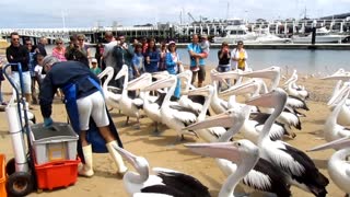 Feeding wild pelicans