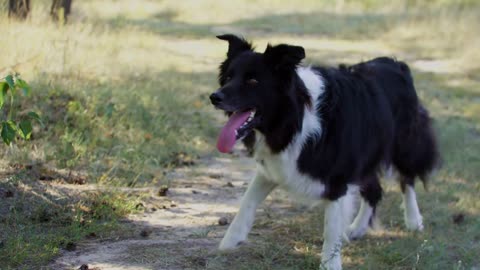 Big black and white trained dog acting playful and barking on command