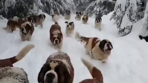 Dogs army..