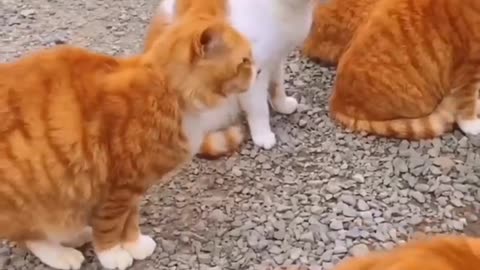 Funny animals 2023😆- Funny cats and dogs videos 🐈🐕 P-28 #shorts