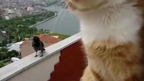 The cat and the crow have a funny fight, as if they are a married couple