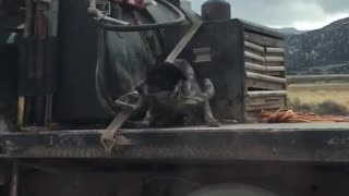 Terrified Dog Rides on Truck Bed Down the Highway