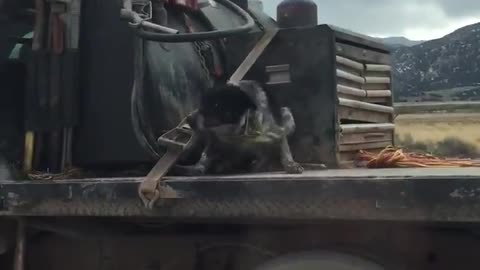 Terrified Dog Rides on Truck Bed Down the Highway