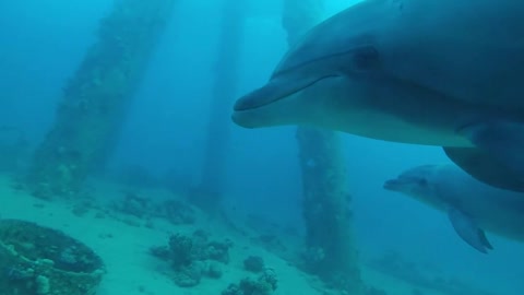 Dolphins swimming in the Red Sea, Eilat Israel