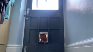 Neighbour's Cat Knocks On Door Flap