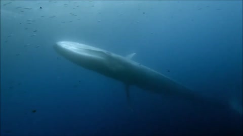 Blue whale swimming in the ocean