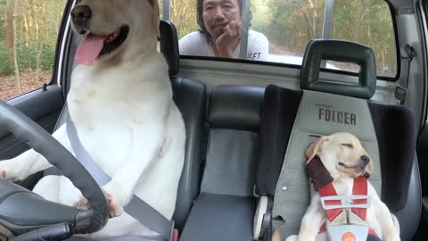 Dog Driving