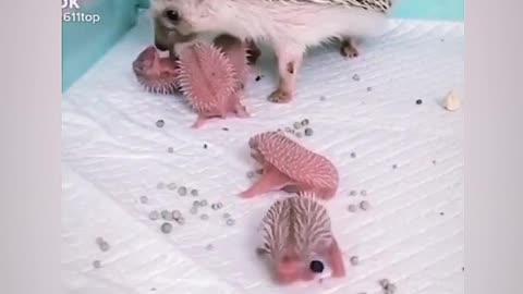 Have you ever seen a hedgehog baby?