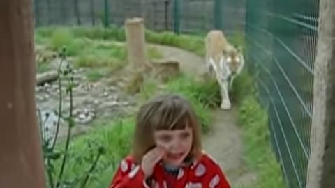 Tiger surprises little girl