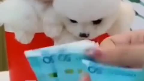Cute Pomeranian Puppies Dogs very funny