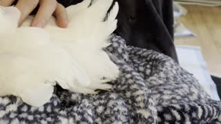 Cockatoo Lays Egg in Her Human's Lap