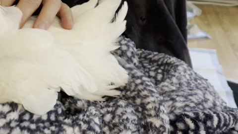 Cockatoo Lays Egg in Her Human's Lap