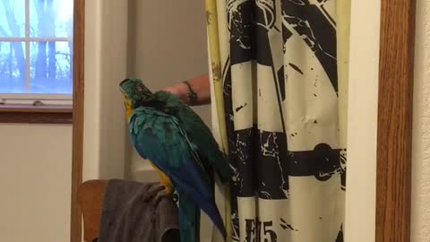 Charley blue and gold macaw